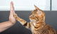 testimonial author avatar