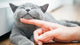 testimonial author avatar